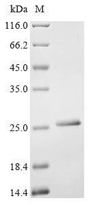 Greater than 90% as determined by SDS-PAGE.