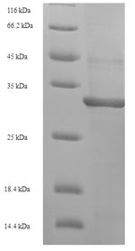 Greater than 90% as determined by SDS-PAGE.