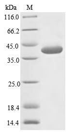 Greater than 85% as determined by SDS-PAGE.Recombinant Measles Virus Hemagglutinin Glycoprotein (H) Protein (His)