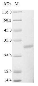 Greater than 85% as determined by SDS-PAGE.Recombinant Rotavirus A Non-Structural Glycoprotein 4 (NSP4) Protein (His&Myc)