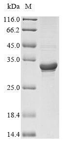 Greater than 85% as determined by SDS-PAGE.Recombinant Hypoderma Lineatum Collagenase Protein (His&Myc)