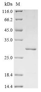 Greater than 85% as determined by SDS-PAGE.Recombinant Streptococcus Mutans Serotype C Glucosyltransferase-I (GTFB) Protein (His&Myc)