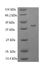Greater than 90% as determined by SDS-PAGE.Recombinant E.Coli Protease 7 (OMPT) Protein (His)