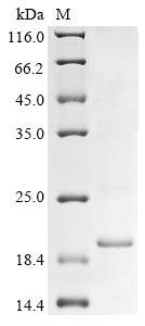 Greater than 85% as determined by SDS-PAGE.Recombinant Influenza A Virus Nuclear Export Protein (NEP) Protein (His)