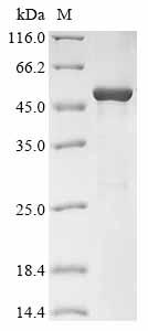 Greater than 85% as determined by SDS-PAGE.Recombinant Varicella-Zoster Virus Tegument Protein Ul47 Homolog (ORF11) Protein (His&Myc)