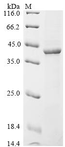 Greater than 90% as determined by SDS-PAGE.Recombinant Mumps Virus Fusion Glycoprotein F0 (F) Protein (His)