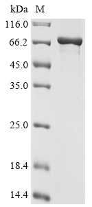 Greater than 90% as determined by SDS-PAGE.Recombinant St. Louis Encephalitis Virus Genome Polyprotein Protein (His)