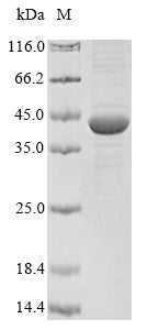 Greater than 85% as determined by SDS-PAGE.