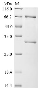 Greater than 85% as determined by SDS-PAGE.