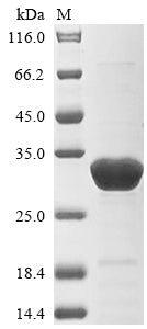 Greater than 85% as determined by SDS-PAGE.Recombinant Trichosanthes Kirilowii Ribosome-Inactivating Protein Alpha-Trichosanthin (ALPHA-TCS) Protein (His)