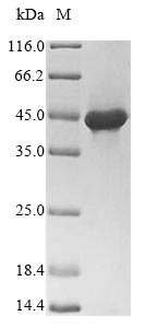 Greater than 90% as determined by SDS-PAGE.Recombinant Lymphocytic Choriomeningitis Virus Pre-Glycoprotein Polyprotein Gp Complex (GPC) Protein (His-SUMO)