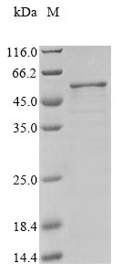 Greater than 85% as determined by SDS-PAGE.Recombinant Staphylococcus Aureus Cell Division Protein Ftsz (FTSZ) Protein (His)