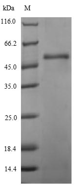 Greater than 90% as determined by SDS-PAGE.Recombinant Staphylococcus Aureus Gamma-Hemolysin Component B (HLGB) Protein (His-SUMO)