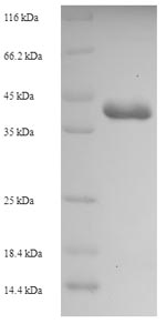 Greater than 90% as determined by SDS-PAGE.Recombinant Staphylococcus Aureus Enterotoxin Type C-3 (ENTC3) Protein (His-SUMO)