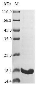 Greater than 90% as determined by SDS-PAGE.