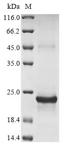 Greater than 85% as determined by SDS-PAGE.