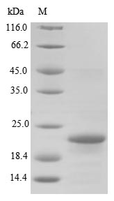 Greater than 90% as determined by SDS-PAGE.