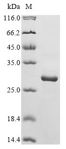 Greater than 90% as determined by SDS-PAGE.Recombinant Bacillus Thuringiensis Subsp. Kurstaki Pesticidal Crystal Protein Cry2Aa (CRY2AA) Protein (His&Myc)