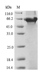 Greater than 90% as determined by SDS-PAGE.Recombinant Bacillus Thuringiensis Subsp. Pesticidal Crystal Protein Cry3Aa (CRY3AA) Protein (His)