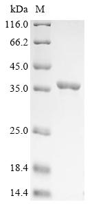 Greater than 90% as determined by SDS-PAGE.