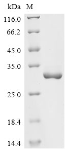 Greater than 90% as determined by SDS-PAGE.