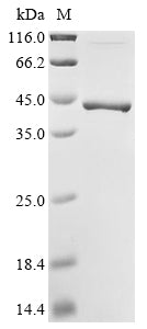 Greater than 85% as determined by SDS-PAGE.Recombinant Streptococcus Pneumoniae Manganese Abc Transporter Substrate-Binding Lipoprotein (PSAA) Protein (His&Myc)