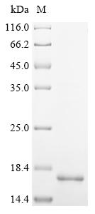 Greater than 90% as determined by SDS-PAGE.Recombinant Mycobacterium Tuberculosis 6 Kda Early Secretory Antigenic Target (ESXA) Protein (His)
