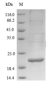 Greater than 90% as determined by SDS-PAGE.Recombinant Mycobacterium Bovis Alpha-Crystallin (HSPX) Protein (His)