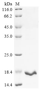 Greater than 90% as determined by SDS-PAGE.Recombinant Mycobacterium Tuberculosis Protein Rv1269C (RV1269C) Protein (His)