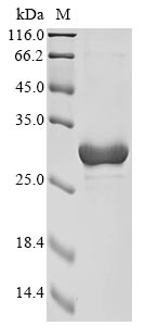 Greater than 90% as determined by SDS-PAGE.Recombinant Lipoarabinomannan Carrier Protein Lprg (LPRG) Protein (His&Myc)
