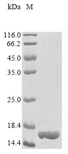 Greater than 90% as determined by SDS-PAGE.Recombinant Mycobacterium Tuberculosis Large-Conductance Mechanosensitive Channel (MSCL) Protein (His&Myc)