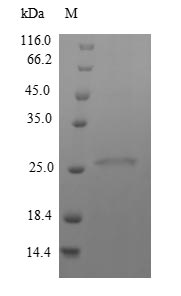 Greater than 90% as determined by SDS-PAGE.Recombinant Mycobacterium Tuberculosis Immunogenic Protein Mpt64 (MPT64) Protein (His)