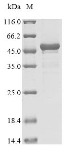 Greater than 85% as determined by SDS-PAGE.