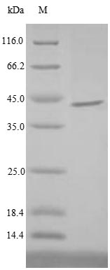 Greater than 85% as determined by SDS-PAGE.Recombinant E.Coli Dephospho-Coa Kinase (COAE) Protein (His-SUMO&Myc)