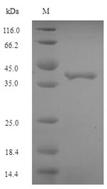 Greater than 90% as determined by SDS-PAGE.