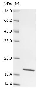 Greater than 90% as determined by SDS-PAGE.Recombinant E.Coli Integration Host Factor Subunit Alpha (IHFA) Protein (His&Myc)
