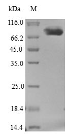 Greater than 90% as determined by SDS-PAGE.