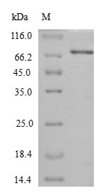 Greater than 90% as determined by SDS-PAGE.Recombinant E.Coli Chaperone Protein Htpg (HTPG)