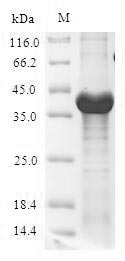 Greater than 90% as determined by SDS-PAGE.