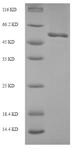 Greater than 90% as determined by SDS-PAGE.Recombinant E.Coli Dna Replication And Repair Protein Recf (RECF) Protein (His-SUMO)