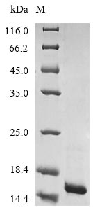 Greater than 85% as determined by SDS-PAGE.
