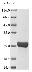 Greater than 90% as determined by SDS-PAGE.Recombinant E.Coli O157:H7 Outer Membrane Protein X (OMPX) Protein (His&Myc)