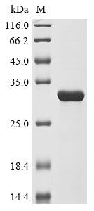 Greater than 90% as determined by SDS-PAGE.