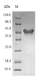 Greater than 90% as determined by SDS-PAGE.
