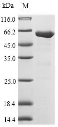 Greater than 90% as determined by SDS-PAGE.