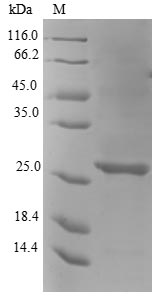 Greater than 90% as determined by SDS-PAGE.Recombinant E.Coli Khg/Kdpg Aldolase (EDA) Protein (His)
