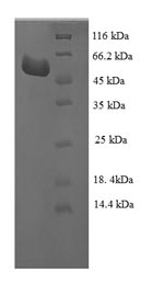 Greater than 90% as determined by SDS-PAGE.