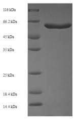 Greater than 90% as determined by SDS-PAGE.
