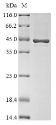 Greater than 85% as determined by SDS-PAGE.Recombinant E.Coli O157:H7 Cell Division Protein Ftsz (FTSZ) Protein (His&Myc)