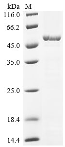 Greater than 85% as determined by SDS-PAGE.Recombinant E.Coli Cell Shape-Determining Protein Mreb (MREB) Protein (His-KSI)